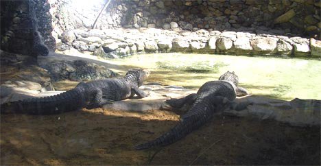 Palmitos park Gran Canaria krokodiller
